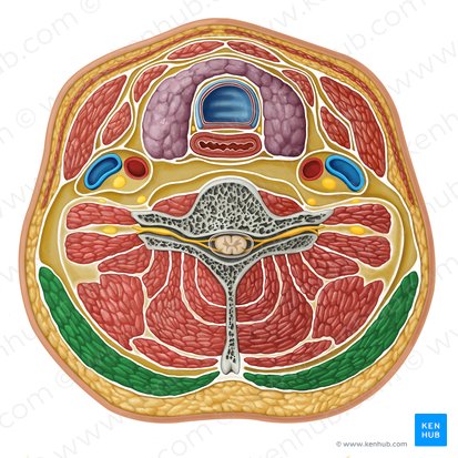 Trapezius muscle (Musculus trapezius); Image: Irina Münstermann