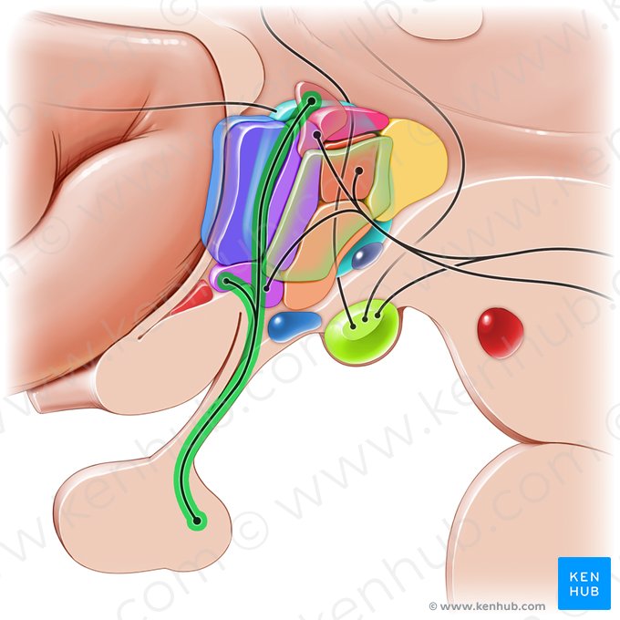 Tractus hypothalamohypophysialis (Hypothalamus-Hypophysen-Bahn); Bild: Paul Kim