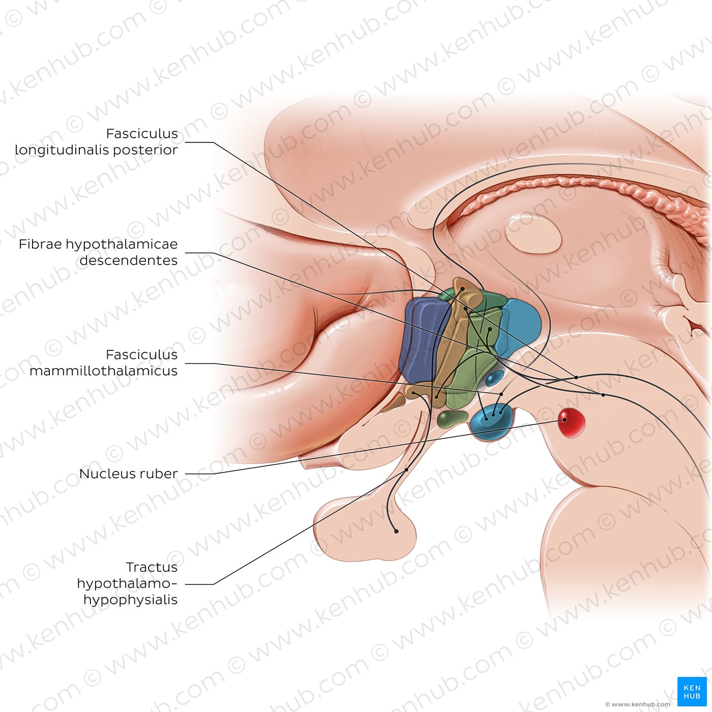 Hypothalamus: tracts