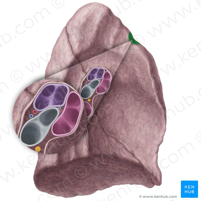 Impressio costae primae pulmonis sinistri (Abdruck der 1. Rippe der linken Lunge); Bild: Yousun Koh