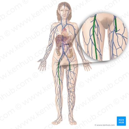 Femoral vein (Vena femoralis); Image: Begoña Rodriguez