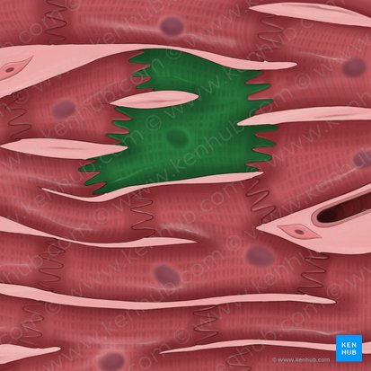 Branched cardiac muscle cell (Cardiomyocytus ramosus); Image: Tal Bavli Ziv