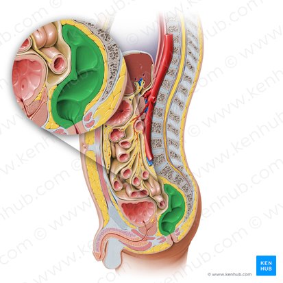 Rectum (Mastdarm); Bild: Paul Kim