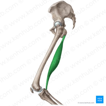 Semitendinosus muscle (Musculus semitendinosus); Image: Liene Znotina