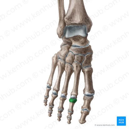 Base of proximal phalanx of 2nd toe (Basis phalangis proximalis digiti 2 pedis); Image: Liene Znotina
