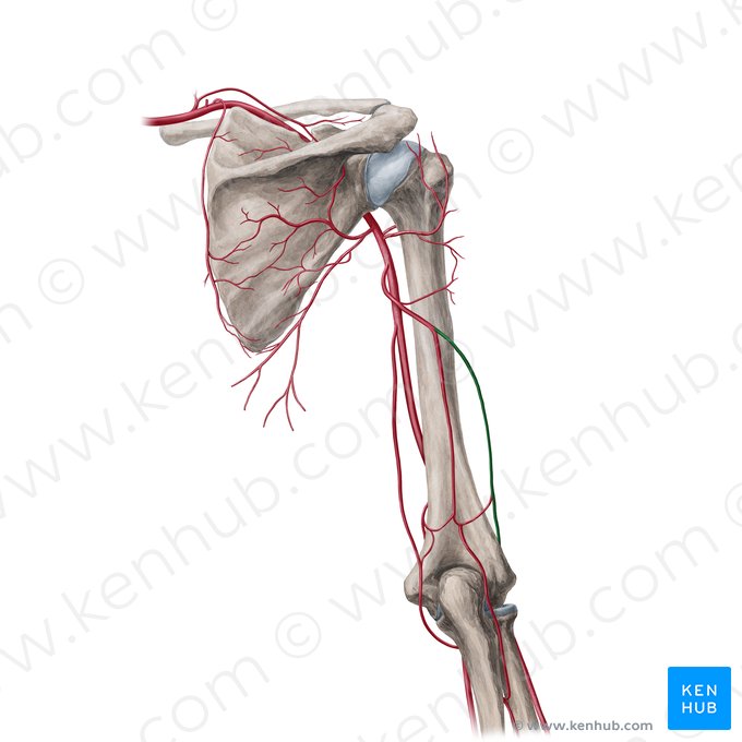 Arteria collateralis radialis (Radiale Kollateralarterie); Bild: Yousun Koh