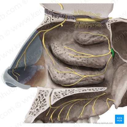 Ganglion pterygopalatinum (Flügelgaumenganglion); Bild: Begoña Rodriguez