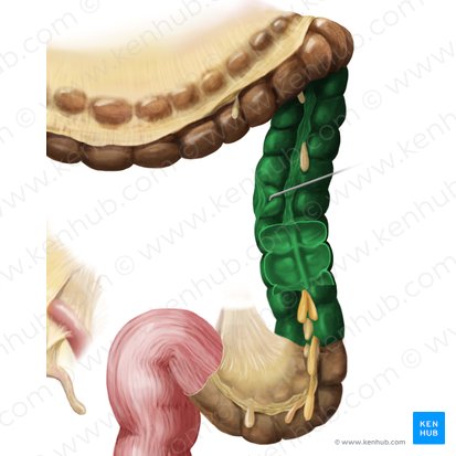 Colon descendens (Absteigender Dickdarm); Bild: Begoña Rodriguez