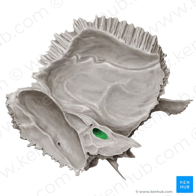 Bony external acoustic opening (Porus acusticus externus cranii); Image: Samantha Zimmerman