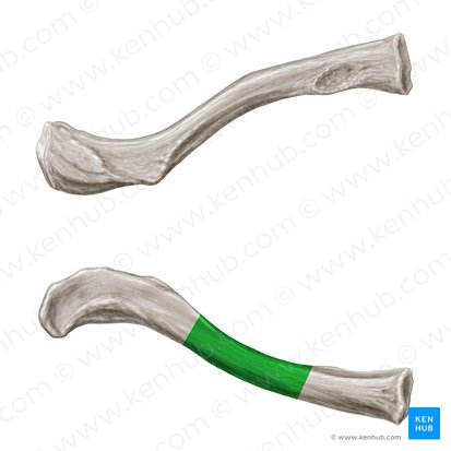 Corpus claviculae (Körper des Schlüsselbeins); Bild: Samantha Zimmerman