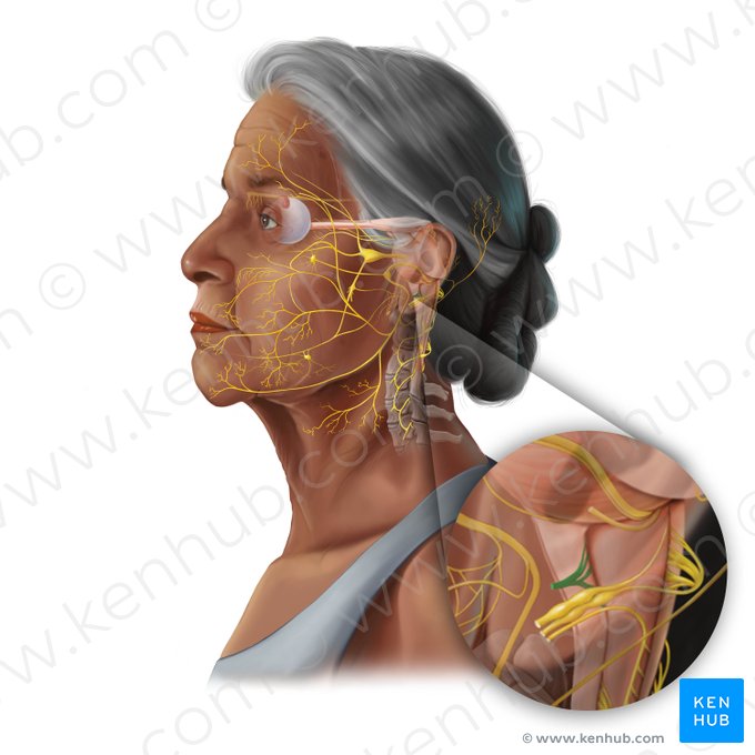 Hypoglossal nerve (Nervus hypoglossus); Image: Tal Bavli Ziv
