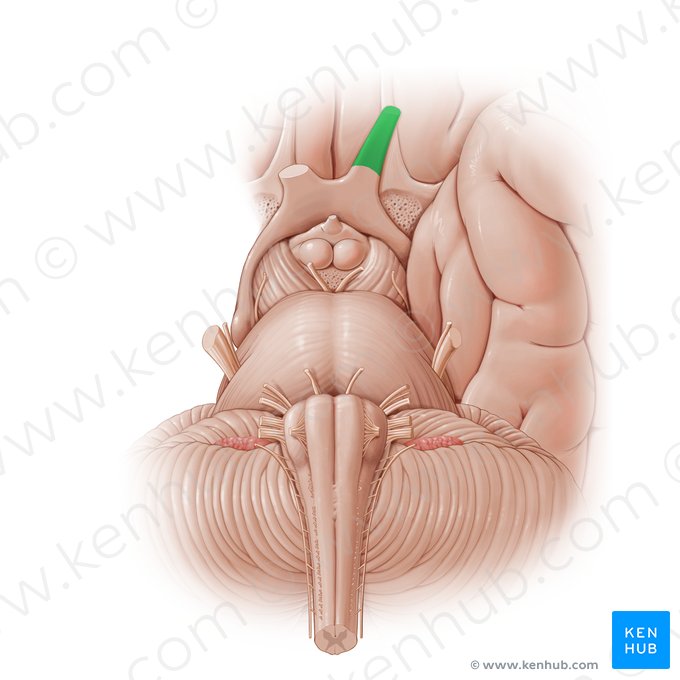 Optic nerve (Nervus opticus); Image: Paul Kim