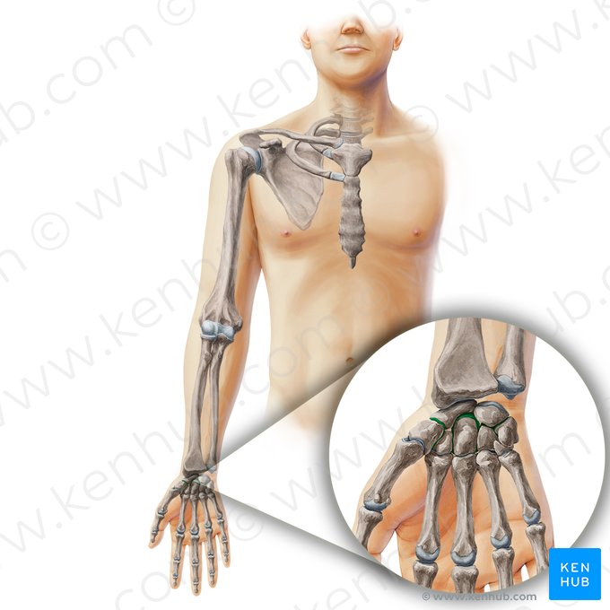 Intercarpal joints (Articulationes intercarpeae); Image: Paul Kim