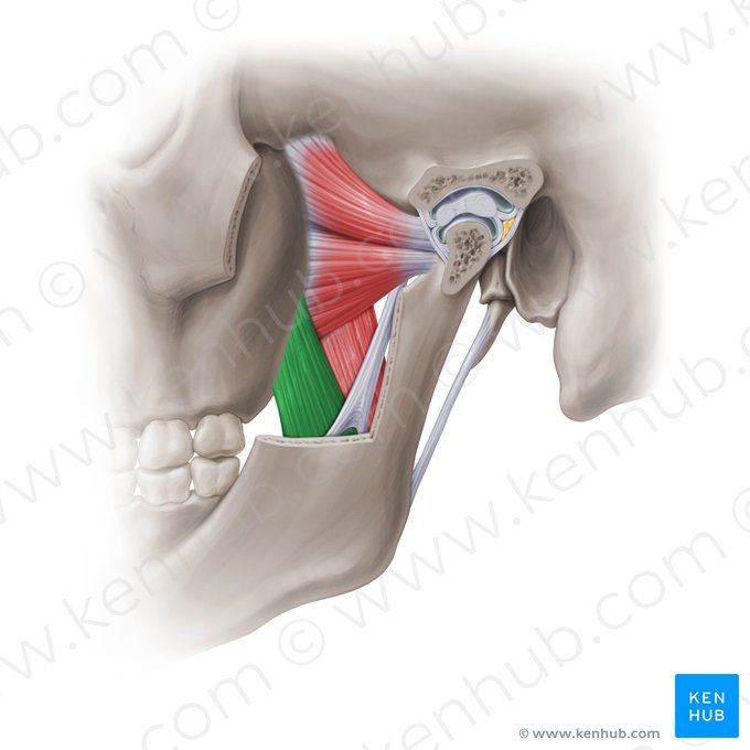 Caput superficiale musculi pterygoidei medialis (Oberflächlicher Kopf des mittleren Flügelmuskels); Bild: Paul Kim