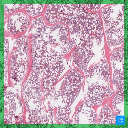 Moelle rouge des os (Medulla ossium rubra); Image : 