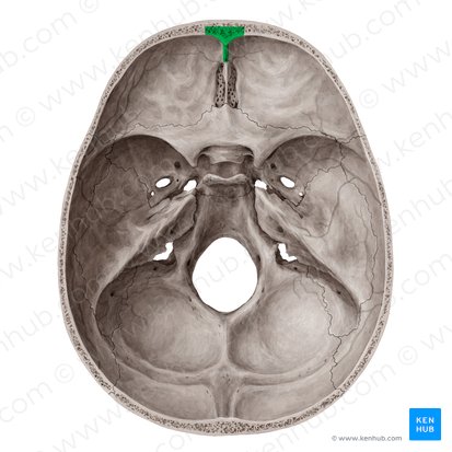 Crista frontalis (Leiste des Stirnbeins); Bild: Yousun Koh
