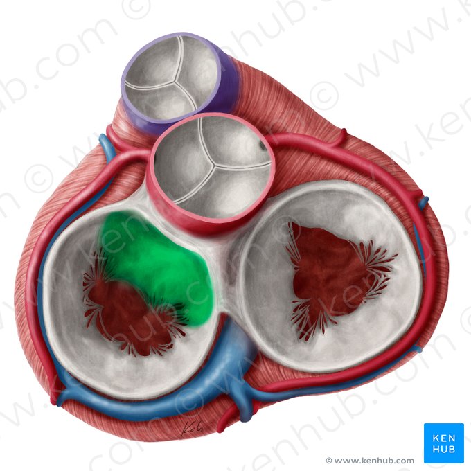 Anterior leaflet of left atrioventricular valve (Cuspis anterior valvae atrioventricularis sinistrae); Image: Yousun Koh