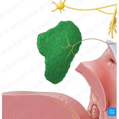 Parotid gland (Glandula parotidea); Image: Paul Kim