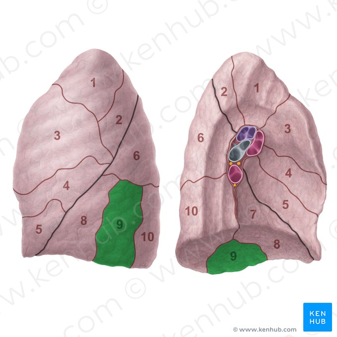 Lateral basal segment of left lung (Segmentum basale laterale pulmonis sinistri); Image: Paul Kim
