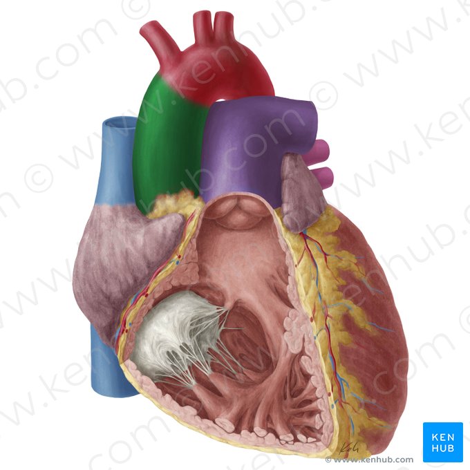 Aorta ascendens (Aufsteigende Aorta); Bild: Yousun Koh