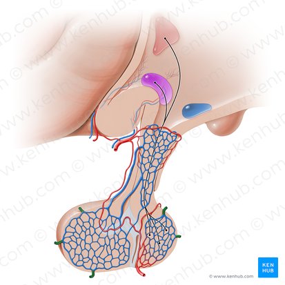 Venae hypophysiales (Hypophysenvenen); Bild: Paul Kim
