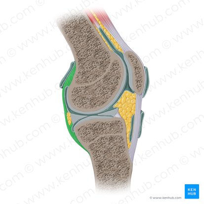 Articular capsule (Capsula articularis); Image: Paul Kim