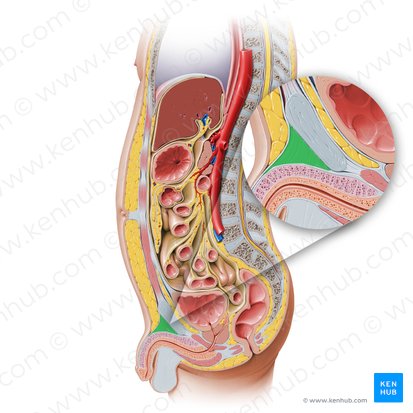 Suspensory ligament of penis (Ligamentum suspensorium penis); Image: Paul Kim