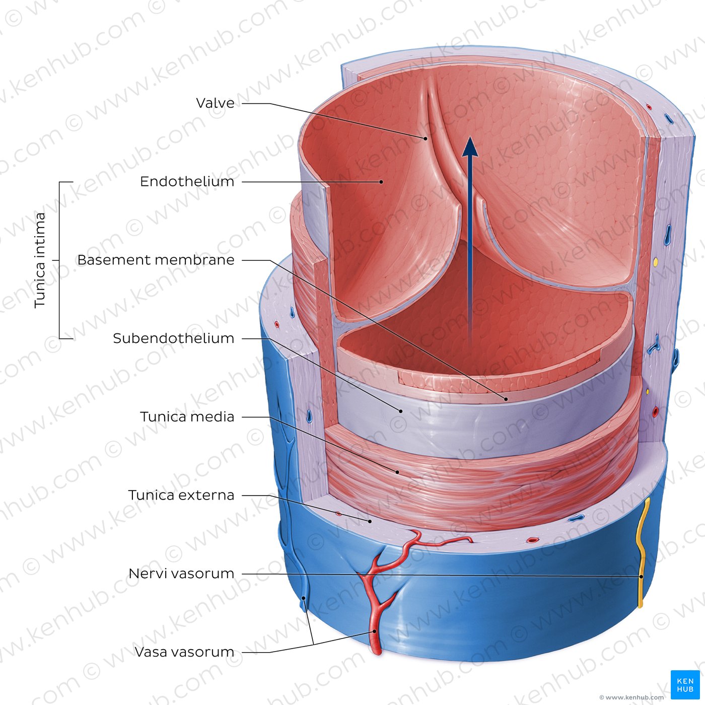 Vein
