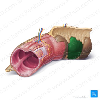 Haustra of colon (Haustra coli); Image: Paul Kim