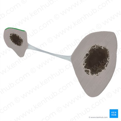 Posterior surface of fibula (Facies posterior fibulae); Image: Tal Bavli Ziv