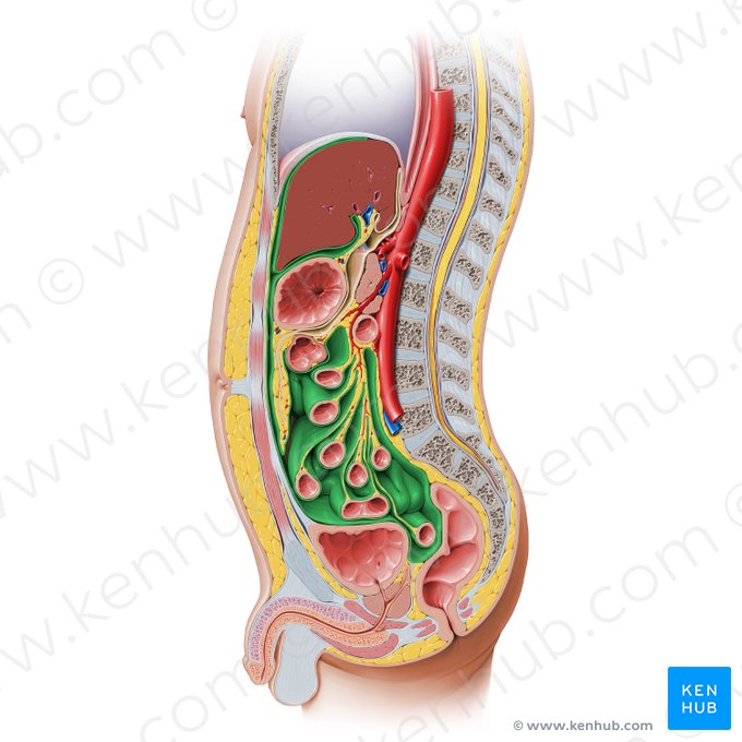 Cavidade peritoneal (Cavitas peritonealis); Imagem: Paul Kim