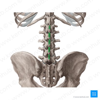 Interspinales lumborum muscles (Musculi interspinales lumborum); Image: Yousun Koh