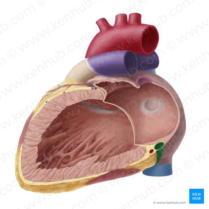 Coronary sinus (Sinus coronarius); Image: Yousun Koh