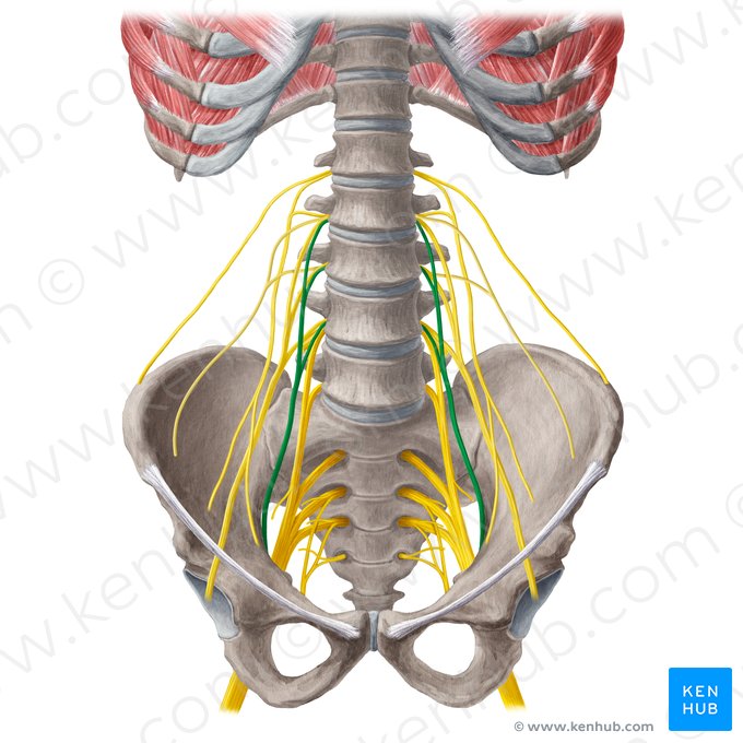 Obturator nerve (Nervus obturatorius); Image: Yousun Koh