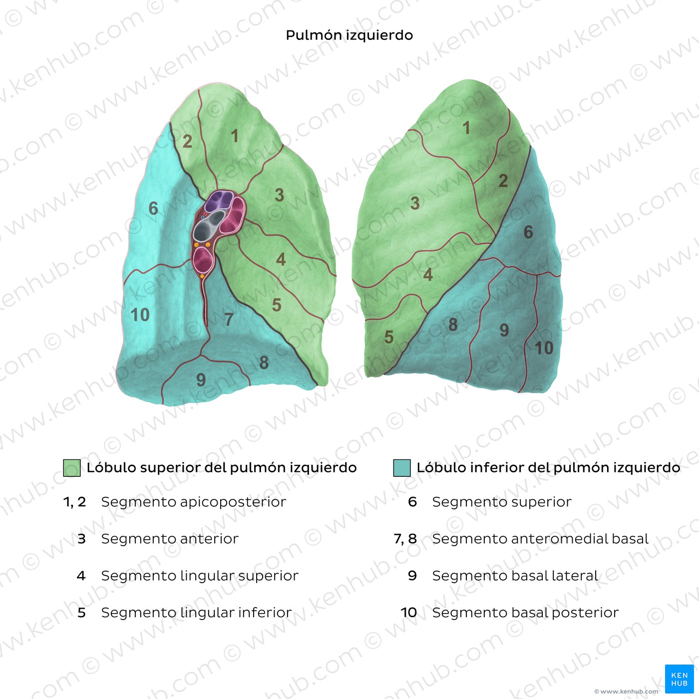 Bronchopulmonary segments (Left lung)