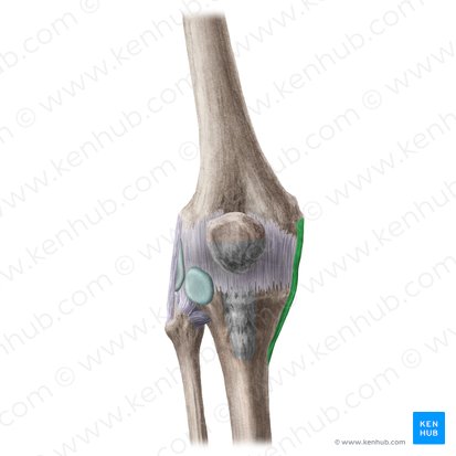 Ligamentum collaterale tibiale genus (Inneres Kollateralband des Knies); Bild: Liene Znotina