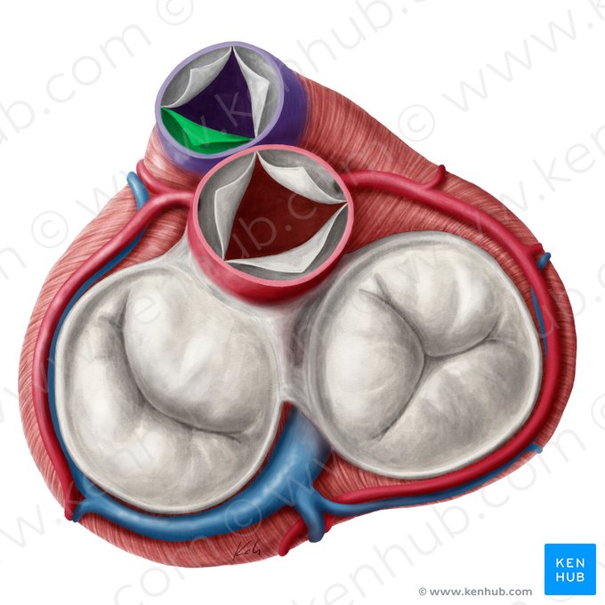 Left semilunar leaflet of pulmonary valve (Valvula semilunaris sinistra valvae trunci pulmonalis); Image: Yousun Koh