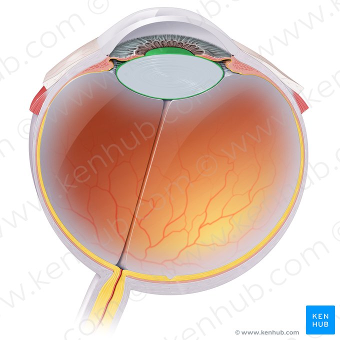 Capsula lentis (Kapsel der Linse); Bild: Paul Kim