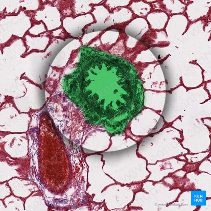 Bronchiolus (Bronchiole); Bild: 