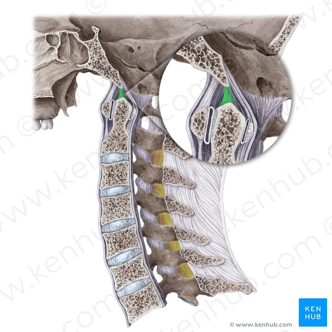 Apical ligament of dens (Ligamentum apicis dentis); Image: Liene Znotina