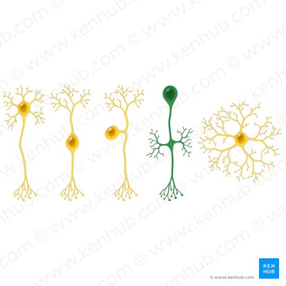 Neurone unipolaire (Neuron unipolare); Image : Paul Kim