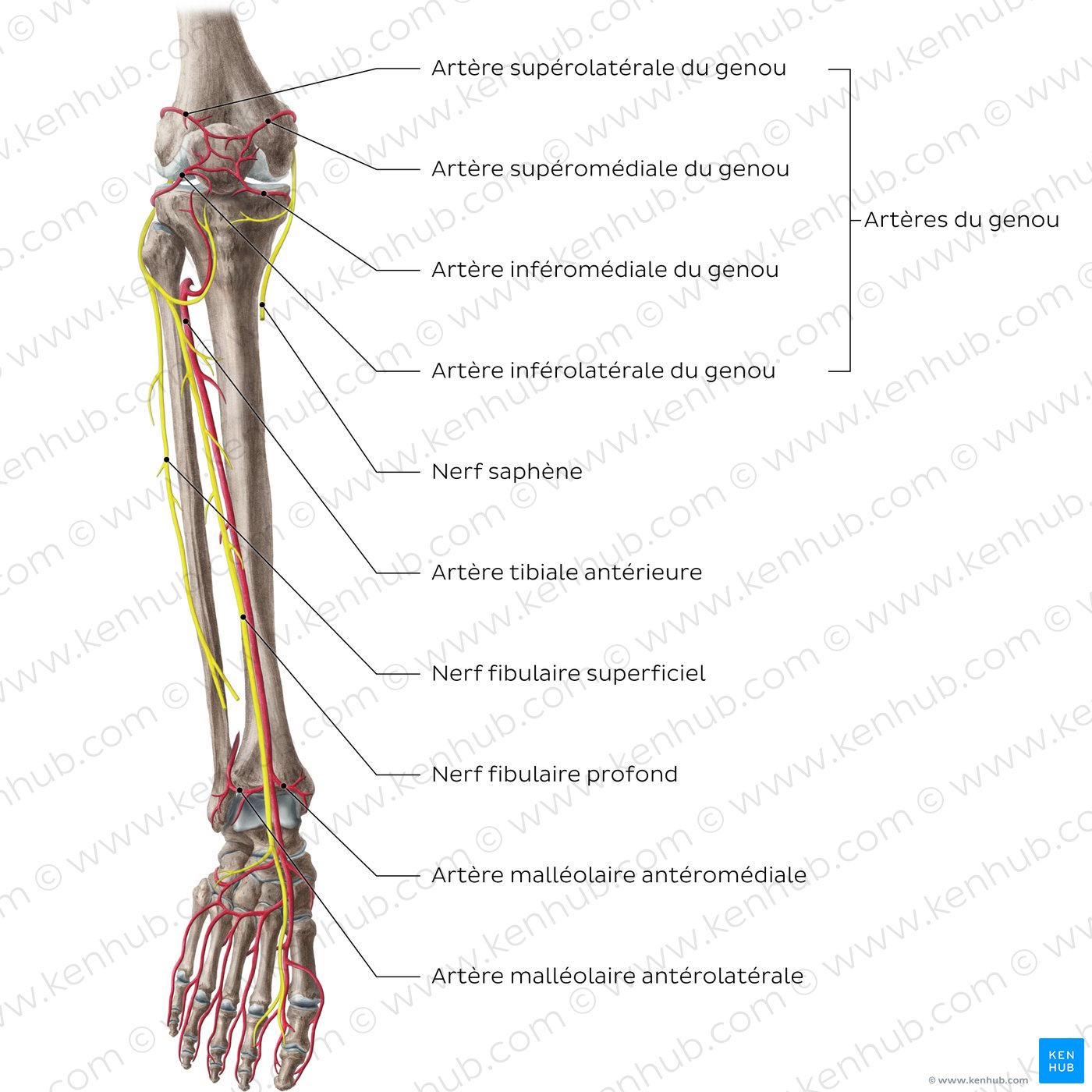 Artères et nerfs de la jambe : Schéma anatomique (vue antérieure)