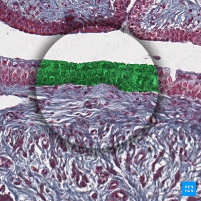 Urothelium (Urothel); Bild: 