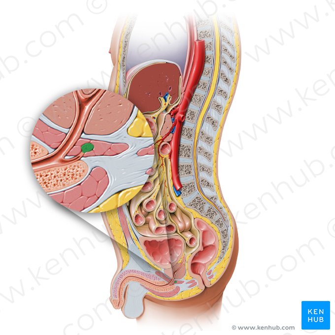 Bulbourethral gland (Glandula bulbourethralis); Image: Paul Kim