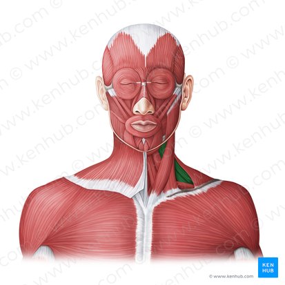 Musculi scaleni (Treppenmuskeln); Bild: Irina Münstermann
