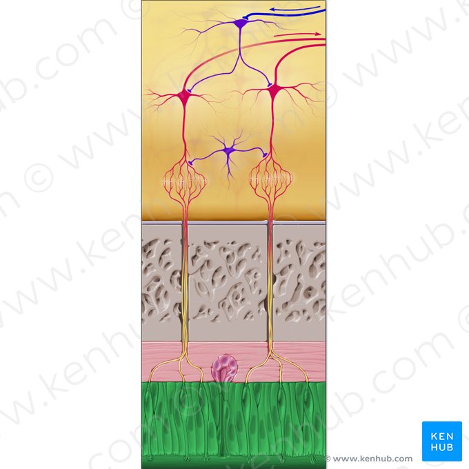 Olfactory epithelium (Epithelium olfactorium); Image: Paul Kim