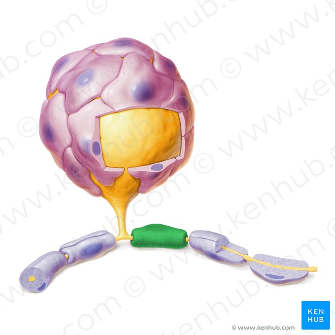 Célula de Schwann (Schwannocytus); Imagen: Paul Kim