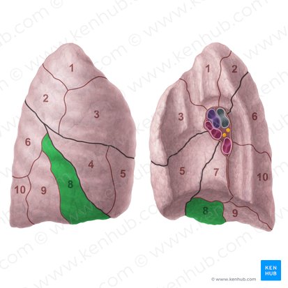 Anterior basal segment of right lung (Segmentum basale anterius pulmonis dextri); Image: Paul Kim