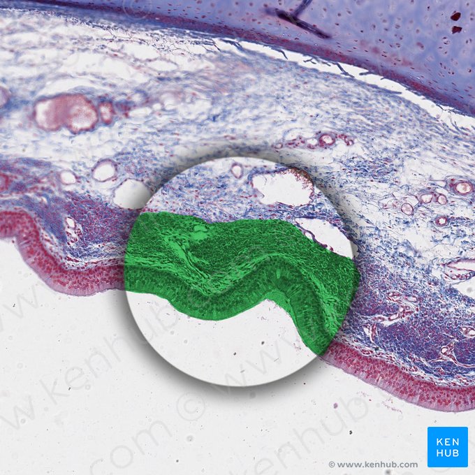Tunica mucosa (Mukosa); Bild: 