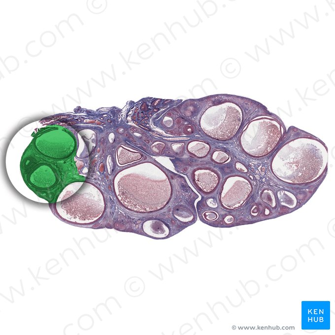 Cortex ovarii (Rinde des Eierstocks); Bild: 